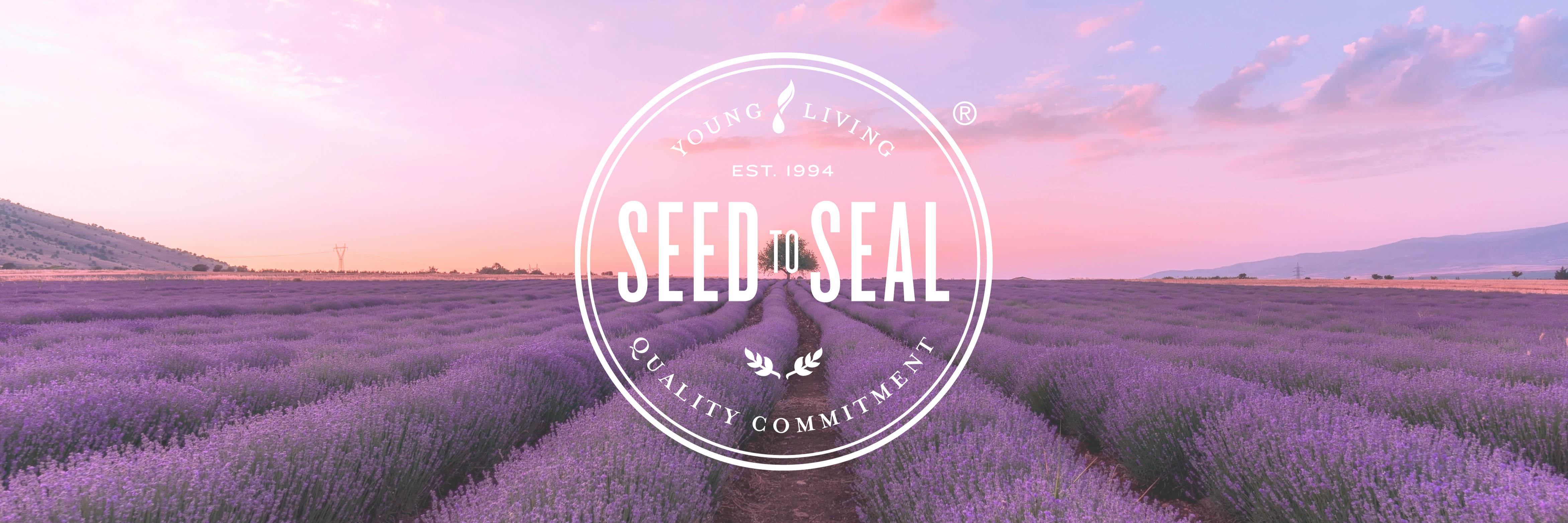 SEED TO SEAL | banner | Rigtsje.nl